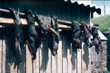 Skerpikjt - Dried mutton - Gedroogd schapenvlees
