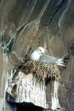 Kittiwake - Drieteenmeeuw - Rissa tridactyla