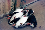 Catch of the day - Vangst van de dag