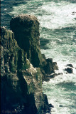 Breeding colony of Northern Gannets - Broedkolonie Jan-van-Genten