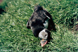 Catching Atlantic Puffins - Papegaaiduikers vangen