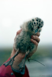 Gull chick - Meeuw nestjong