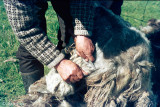 Sheep shearing with knife - Schapen scheren met mes