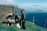 Sheep shearing and caretaking - Schaap scheren en verzorgen