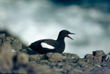 Black Guillemot - Zwarte Zeekoet - Cepphus grylle