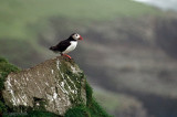 Atlantic Puffin - Papegaaiduiker - Fratercula arctica