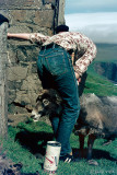 Sheep shearing and caretaking - Schaap scheren en verzorgen