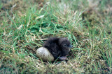 Arctic Skua - Kleine Jager - Stercorarius parasiticus