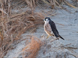 Peregrine - Slechtvalk - Falco peregrinus