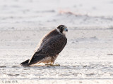 Peregrine - Slechtvalk - Falco peregrinus