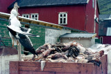 Norddepil-Hvannasund