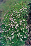 Moss Campion - Stengelloze Silene- Silene acaulis