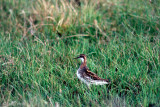 Red-necked Phalarope - Grauwe Franjepoot - Phalaropus lobatus