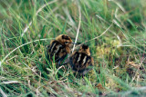 Red-necked Phalarope - Grauwe Franjepoot - Phalaropus lobatus