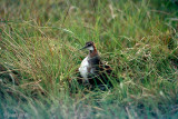 Red-necked Phalarope - Grauwe Franjepoot - Phalaropus lobatus