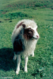Faroe Islands - Sheep Islands - Schapeneilanden