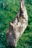 Skerpikjt - Dried mutton - Gedroogd schapenvlees