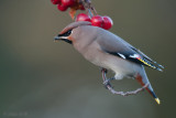 Bohemian Waxwing - Pestvogel - Bombycilla garrulus