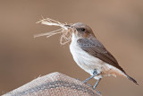 South Arabian Wheatear - Arabische Rouwtapuit - Oenanthe lugentoides