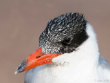 Caspian Tern - Reuzenstern - Hydroprogne caspia