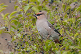 Bohemian Waxwing - Pestvogel - Bombycilla garrulus