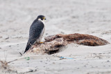 Peregrine - Slechtvalk - Falco peregrinus