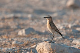 Isabelline Wheatear - Izabeltapuit - Oenanthe isabellina