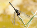 Black Percher - Moriaantje - Diplacodes lefebvrii