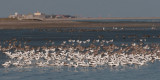 Crab Plover - Krabplevier - Dromas ardeola