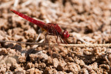 Broad Scarlet - Rode Vuurlibel - Crocothemis erythraea