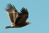Steppe Eagle - Steppearend - Aquila nipalensis