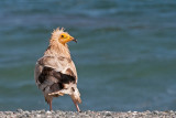 Egyptian Vulture - Aasgier - Neophron percnopterus