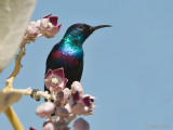 Shining Sunbird - Glanshoningzuiger - Cinnyris habessinicus