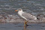 Great Black-headed Gull - Reuzenzwartkopmeeuw - Ichthyaetus ichthyaetus