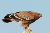 Steppe Eagle - Steppearend - Aquila nipalensis