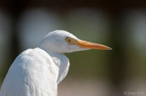 Catlle Egret - Koereiger - Bubulcus ibis