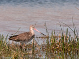 Black-tailed Godwit - Grutto - Limosa limosa