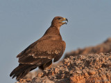 Steppe Eagle - Steppearend - Aquila nipalensis