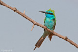 Green bee-eater - Kleine Groene Bijeneter - Merops orientalis