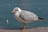 Black-headed Gull - Kokmeeuw - Chroicocephalus ridibundus