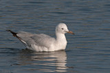 Slender-billed Gull - Dunbekmeeuw - Larus genei