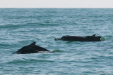 Common Bottlenose Dolphin - Tuimelaar - Tursiops truncatus