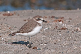 Greater Sand Plover - Woestijnplevier - Charadrius leschenaultii