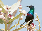 Shining Sunbird - Glanshoningzuiger - Cinnyris habessinicus