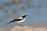 Desert Wheatear - Woestijntapuit - Oenanthe deserti