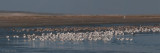 Crab Plover - Krabplevier - Dromas ardeola