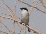 Southern Grey Shrike - Zuidelijke Klapekster - Lanius meridionalis