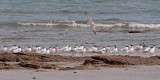 Caspian Tern - Reuzenstern - Hydroprogne caspia