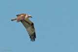Osprey - Visarend - Pandion haliaetus