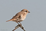 Isabelline Shrike - Daurische Klauwier - Lanius isbellinus